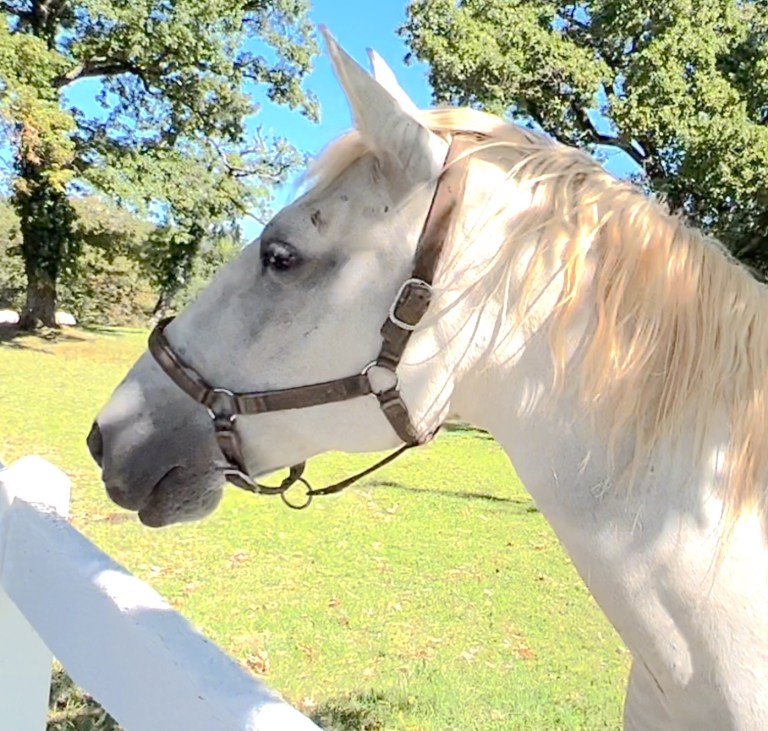 Lipizzaner mare greeted us at the fence of the Lipica Stud Farm in Slovenia.