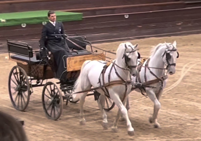 Two matched Lipizzaners and their trainer show off their carriage skills at the Lipica Stud Farm in Slovenia.