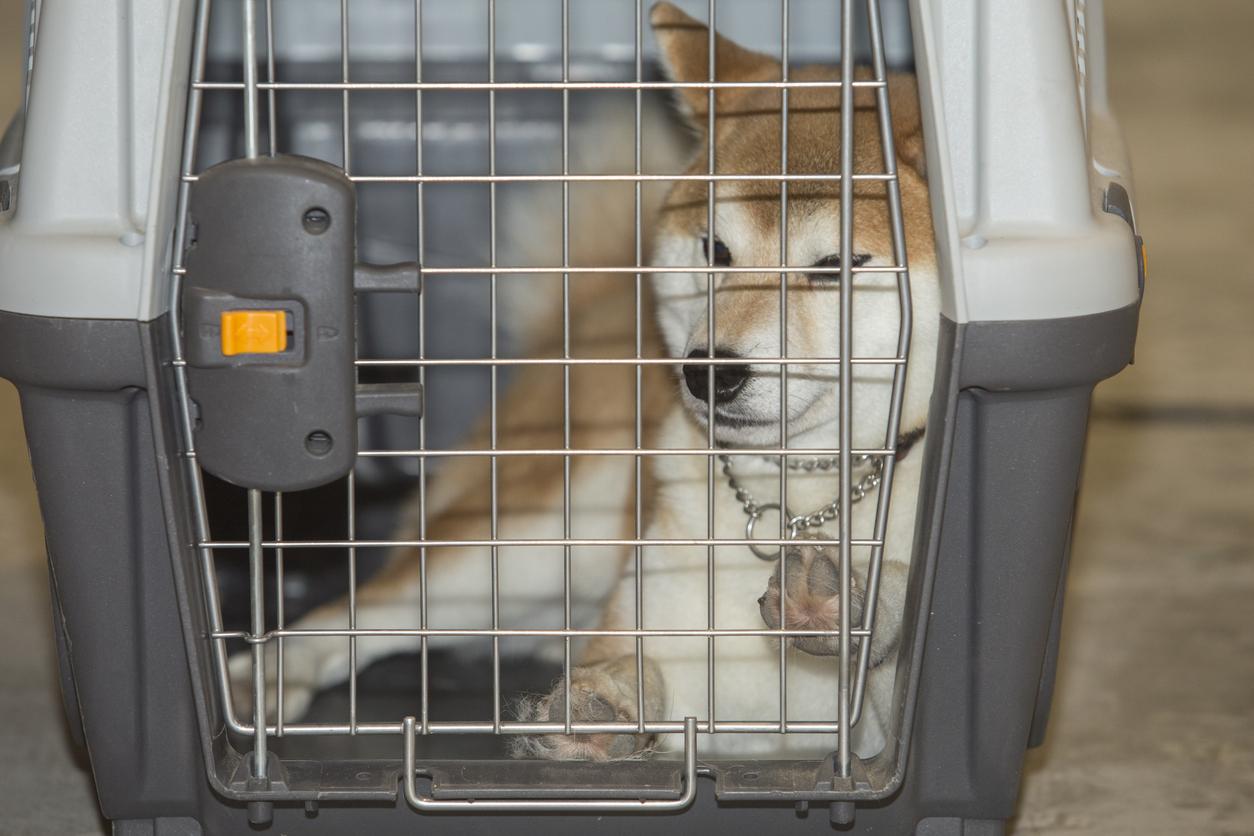 As of this report, only 18 major international commercial airlines fly dogs in aircraft holds or cargo departments, and only three US airlines (Alaska, American, and Hawaiian) do so.