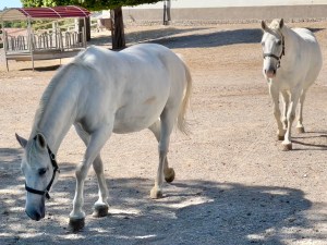 Lipizzaner mares at Lipica Stud Farm in Slovenia.