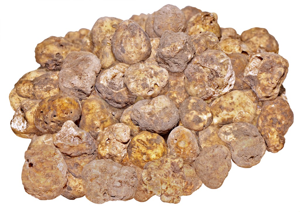 Both black and white truffles are found in Croatia. The most prized are the white truffles.