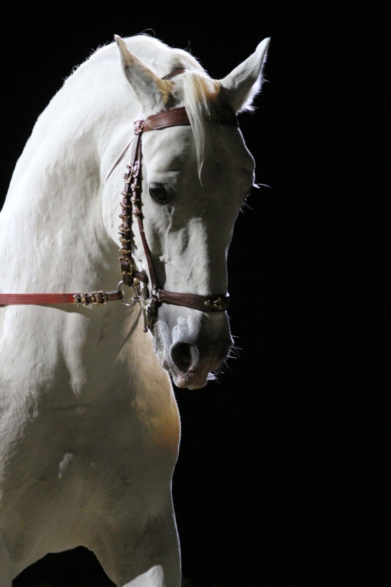 Lipizzaner stallion in training.
